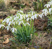 fileadmin/roha/images_galerie/Baum-natur-garten/Natur-Wildblumen-Landschaft/BL-SCHNEEGL-0024-D-roha-Blumen-Schneegloeckchen-Galanthus.png