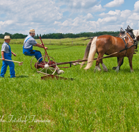 fileadmin/roha/images_galerie/brauchtum/Leonhardiritt/Holzhausen_01/Kaltblutfest/BR-PFRI-HOLZ-KALTBL-0001-2-D-roha-Brauchtum-Kaltblut-Pferd-Fest-Arbeit-Holzhausen-Maehwerk.png