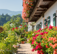 fileadmin/roha/Interessantes-in-Kurzform/LANDA-BLUMENSCHM-OBERTD-0015-D-roha-Landart-Blumenschmuck-Oberteisendorf-Geranien.png