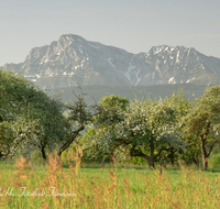 fileadmin/roha/images_galerie/orte_landschaft/Teisendorf/IN-LANDS-Teisendorf/LANDS-TEIS-OED-0002-D-roha-Landschaft-Teisendorf-Hochstaufen-Blumenwiese-Obstbaum-Bluete.png