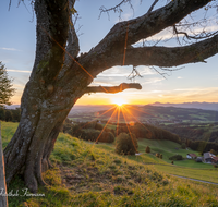 fileadmin/roha/images_galerie/orte_landschaft/Anger/Anger/Anger-Stimmung/SO-AU-ANG-STOISSB-0001-0624-01-D-roha-Sonnenaufgang-Anger-Stoissberg-Neuhaus-Baum.png