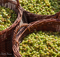 fileadmin/roha/images_galerie/kulinarisch/Wieninger/WIENINGER-HOPF-FEST-2023-1630-01-D-roha-Wieninger-Hopfenzupferfest.png