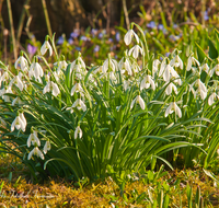 fileadmin/roha/images_galerie/Baum-natur-garten/Natur-Wildblumen-Landschaft/BL-SCHNEEGL-0017-D-roha-Blumen-Schneegloeckchen-Galanthus.png