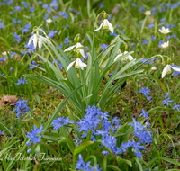 fileadmin/roha/images_galerie/Baum-natur-garten/Natur-Wildblumen-Landschaft/BL-WIESE-FRUEHL-0002-D-roha-Blumenwiese-Fruehjahr-Fruehling-.png