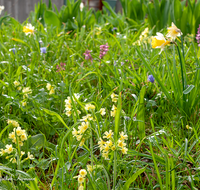 fileadmin/roha/images_galerie/Baum-natur-garten/Natur-Wildblumen-Landschaft/BL-WIESE-FRUEHL-0013-D-roha-Blumenwiese-Fruehjahr-Fruehling-Schluesselblume-Primula-elatior-Hohler-Lerchensporn-Corydalis-cava.png