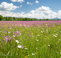 fileadmin/roha/images_galerie/Baum-natur-garten/Natur-Wildblumen-Landschaft/BL-WIESE-TEIS-PAT-0003-D-roha-Blumenwiese-Patting-Teisendorf.png