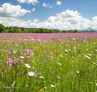 fileadmin/roha/images_galerie/Baum-natur-garten/Natur-Wildblumen-Landschaft/BL-WIESE-TEIS-PAT-0003-D-roha-Blumenwiese-Patting-Teisendorf.png