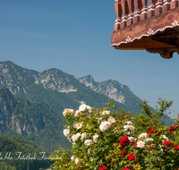 fileadmin/roha/images_galerie/orte_landschaft/Inzell/LANDA-BLUMENSCHM-INZ-EINS-0001-D-roha-Landart-Blumenschmuck-Inzell-Einsiedl-Rose-Balkon-.png