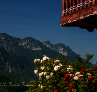 fileadmin/roha/images_galerie/orte_landschaft/Inzell/LANDA-BLUMENSCHM-INZ-EINS-0001-D-roha-Landart-Blumenschmuck-Inzell-Einsiedl-Rose-Balkon-.png