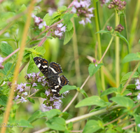 fileadmin/roha/images_galerie/Tiere/Insekten/TIE-SCHMETT-LAND-0003-D-roha-Tier-Schmetterling-Landkaertchen-Araschnia-levana.png