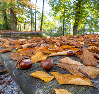 fileadmin/roha/images_galerie/orte_landschaft/Abtsdorf-Abtsdorfer-See/ABTS-SEE-STIM-HER-0001-D-roha-Abtsdorfer-See-Herbst-Laub-Tisch-Stimmung.png