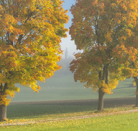 fileadmin/roha/images_galerie/orte_landschaft/Anger/Anger/AN-STEINH-ALLEE-0013-D-roha-Anger-Steinhoegl-Allee-Herbst-Nebel.png