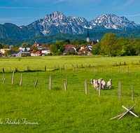 fileadmin/roha/images_galerie/orte_landschaft/Freilassing/FREIL-0002-4-D-roha-Freilassing-Panorama-Stadt-Hochstaufen-Zwiesel-Schafe.png