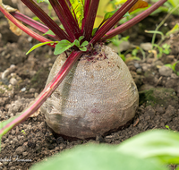 fileadmin/roha/images_galerie/Baum-natur-garten/Gemuese-Garten-Kraeuter-neu/GAR-GEM-ROT-B-0002-D-roha-Garten-Gemuese-Rote-Bete.png