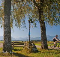 fileadmin/roha/images_galerie/orte_landschaft/Saaldorf/SPO-MOUN-ABTS-0002-D-roha-Sport-Mountainbike-Saaldorf-Abtsdorf-Baum-Bank-Hochstaufen-Watzmann-Wegkreuz.png