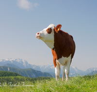 fileadmin/roha/images_galerie/Tiere/Kuh-Schaf-Pferd-Ziege/TEI-STO-KUH-0009-D-roha-Teisendorf-Anger-Stoisser-Alm-Kapelle-Kuh.png