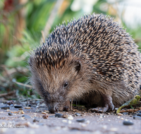 fileadmin/roha/images_galerie/Tiere/TIE-IGEL-0001-01-D-roha-Tiere-Igel-Erinaceidae.png