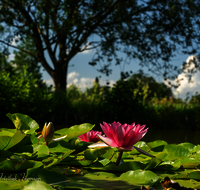 fileadmin/roha/images_galerie/Baum-natur-garten/Natur-Wildblumen-Landschaft/BL-WAS-SEER-0013-D-roha-Blumen-Wasser-Teich-Seerose-rot-Nymphaea.png