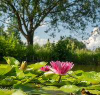 fileadmin/roha/images_galerie/Baum-natur-garten/Natur-Wildblumen-Landschaft/BL-WAS-SEER-0013-D-roha-Blumen-Wasser-Teich-Seerose-rot-Nymphaea.png