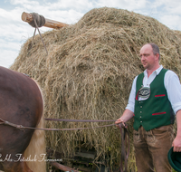 fileadmin/roha/images_galerie/brauchtum/Leonhardiritt/Holzhausen_01/Kaltblutfest/BR-PFRI-HOLZ-KALTBL-2015-1010-03-D-roha-Brauchtum-Kaltblut-Pferd-Holzhausen-Teisendorf-Heuwagen.png