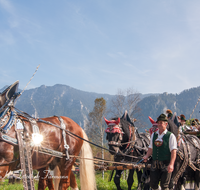 fileadmin/roha/images_galerie/brauchtum/Leonhardiritt/Inzell/BR-PFRI-INZ-0037-D-roha-Brauchtum-Pferdeumritt-Inzell-Michaeliritt-Pferd-Wagen.png