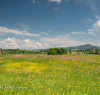 fileadmin/roha/images_galerie/orte_landschaft/Haarmoos/HAARM-0043-01-D-roha-Abtsdorf-Laufen-Haarmoos-Fischer-Saaldorf-Fruehling-Abtsdorf-Blumenwiese.png