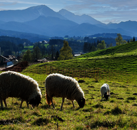 fileadmin/roha/images_galerie/orte_landschaft/Teisendorf/Neukirchen/TIE-SCHAF-NEUK-SCHN-0001-D-H-M-roha-Tier-Schaf-Neukirchen.png