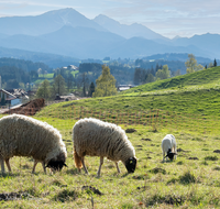 fileadmin/roha/images_galerie/orte_landschaft/Teisendorf/Neukirchen/TIE-SCHAF-NEUK-SCHN-0001-D-H-M-roha-Tier-Schaf-Neukirchen.png