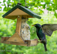 fileadmin/roha/images_galerie/Tiere/TIE-VOEG-HAEUSCH-0015-1118-01-D-roha-Tiere-Vogel-Haeuschen-Futter-Star-Sturnus-vulgaris.png