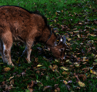 fileadmin/roha/images_galerie/Tiere/Kuh-Schaf-Pferd-Ziege/TIE-ZIEG-0021-D-roha-Tiere-Ziege-Fauna.png