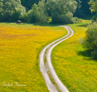 fileadmin/roha/images_galerie/wege/WEGE-TEIS-SUR-0006-D-roha-Weg-Blumenwiese-Feldweg-Teisendorf-Surspeicher.png