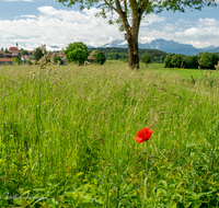 fileadmin/roha/images_galerie/orte_landschaft/Abtsdorf-Abtsdorfer-See/ABTS-0001-08-D-roha-Abtsdorf-Untersberg-Baum-Hochstaufen-Mohn.png