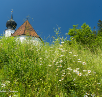 fileadmin/roha/images_galerie/kirche_religion/Ainring/AINR-0004-03-D-roha-Ainring-Kirche-St-Laurentius-Blumenwiese-Margerite.png