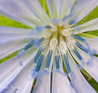 fileadmin/roha/images_galerie/Baum-natur-garten/Natur-Wildblumen-Landschaft/BL-BLAU-MAKR-0001-D-roha-Blumen-Bluete-blau-Makro-Staubgefaesse.png