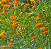 fileadmin/roha/images_galerie/Baum-natur-garten/Blumengarten-Blumen/BL-HAUSG-RINGBL-0001-D-roha-Bumen-Hausgarten-Ringelblume-Calendula-officinalis.png