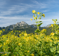 fileadmin/roha/images_galerie/orte_landschaft/Anger/Anger/Anger-Landschaft/LANDS-ANG-HOCHST-SIL-0001-D-roha.-Landschaft-Anger-Pfingstl-Hochstaufen-Durchwachsene-Silphie.png