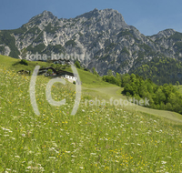 fileadmin/roha/images_galerie/orte_landschaft/Lofer-Kirchental-Wildenthal-Unken/LOFER-WILDENT-0001-03-D-roha-Lofer-Wildental-Landwirtschaft-Blumenwiese.jpg