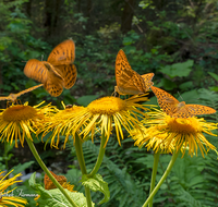 fileadmin/roha/images_galerie/Tiere/TIE-SCHMETT-KAIS-0002-D-roha-Tier-Schmetterling-Kaisermantel-Argynnis-paphia.png