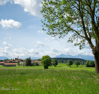 fileadmin/roha/images_galerie/orte_landschaft/Abtsdorf-Abtsdorfer-See/ABTS-0001-50-D-roha-Abtsdorf-Untersberg-Baum-Hochstaufen.png