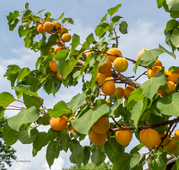 fileadmin/roha/images_galerie/Baum-natur-garten/Baeume/BAUM-APR-0001-D-roha-Baum-Obst-Aprikose-Frucht.png