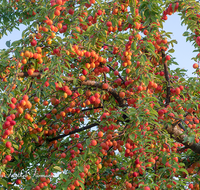 fileadmin/roha/images_galerie/Baum-natur-garten/Baeume/BAUM-OBST-0005-D-roha-Baum-Obst-Frucht-Hochstaufen-Anger.png