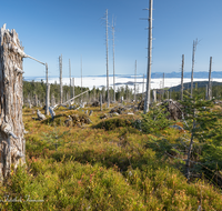 fileadmin/roha/images_galerie/Baum-natur-garten/Baeume/BAUM-TOTH-TEIS-B-0007-D-roha-Baum-Wald-Totholz-Teisenberg-Poschennock.png