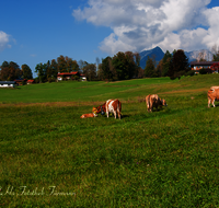 fileadmin/roha/images_galerie/brauchtum/Almabtrieb/Almabtrieb-Wasserfallalm/BR-ALMAB-BGD-OB-SLUZ-00161-D-roha-Almabtrieb-Berchtesgaden-Wasserfallalm-Obersulzberglehen-Fuikl-Kuh-Kuhglocke.png