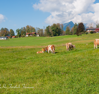 fileadmin/roha/images_galerie/brauchtum/Almabtrieb/Almabtrieb-Wasserfallalm/BR-ALMAB-BGD-OB-SLUZ-00161-D-roha-Almabtrieb-Berchtesgaden-Wasserfallalm-Obersulzberglehen-Fuikl-Kuh-Kuhglocke.png