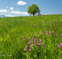 fileadmin/roha/images_galerie/kirche_religion/Saaldorf/KKKM-SAALD-SILL-0016-D-roha-Kapelle-Saaldorf-Sillersdorf-Hochstaufen-Zwiesel-Lichtnelke.png