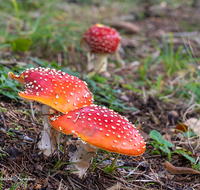 fileadmin/roha/images_galerie/Baum-natur-garten/Natur-Wildblumen-Landschaft/Natur-Pilze/NATUR-PILZ-FLIEG-0002-D-roha-Natur-Wald-Boden-Pilz-Schwammerl-Fliegenpilz.png