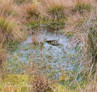 fileadmin/roha/images_galerie/orte_landschaft/Petting/Schoenramer-Moor/PE-SCHOENR-MOOR-0012-03-D-roha-Petting-Schoenramer-Moor-Herbst-Moos-Wasser.png