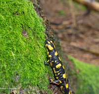 fileadmin/roha/images_galerie/Tiere/TIE-FEU-SAL-0002-D-roha-Tier-Amphibie-Feuersalamander-Salamandra-Wald-Fichte.png