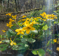 fileadmin/roha/images_galerie/Baum-natur-garten/Natur-Wildblumen-Landschaft/BL-SUMPF-HOEG-0001-D-roha-Blumen-Sumpfdotterblume-Caltha-palustris-Hoeglwoerth.png