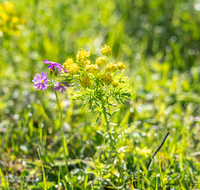 fileadmin/roha/images_galerie/Baum-natur-garten/Natur-Wildblumen-Landschaft/BL-WIESE-BINDA-0001-D-roha-Berg-Blumenwiese-Bindalm-Nationalpark.png